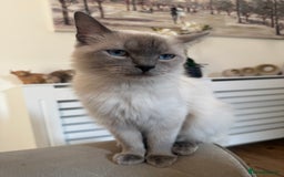 Ragdoll cats for sale: Fluffy Gorgeous Ragdoll Cross Kittens - Image 15