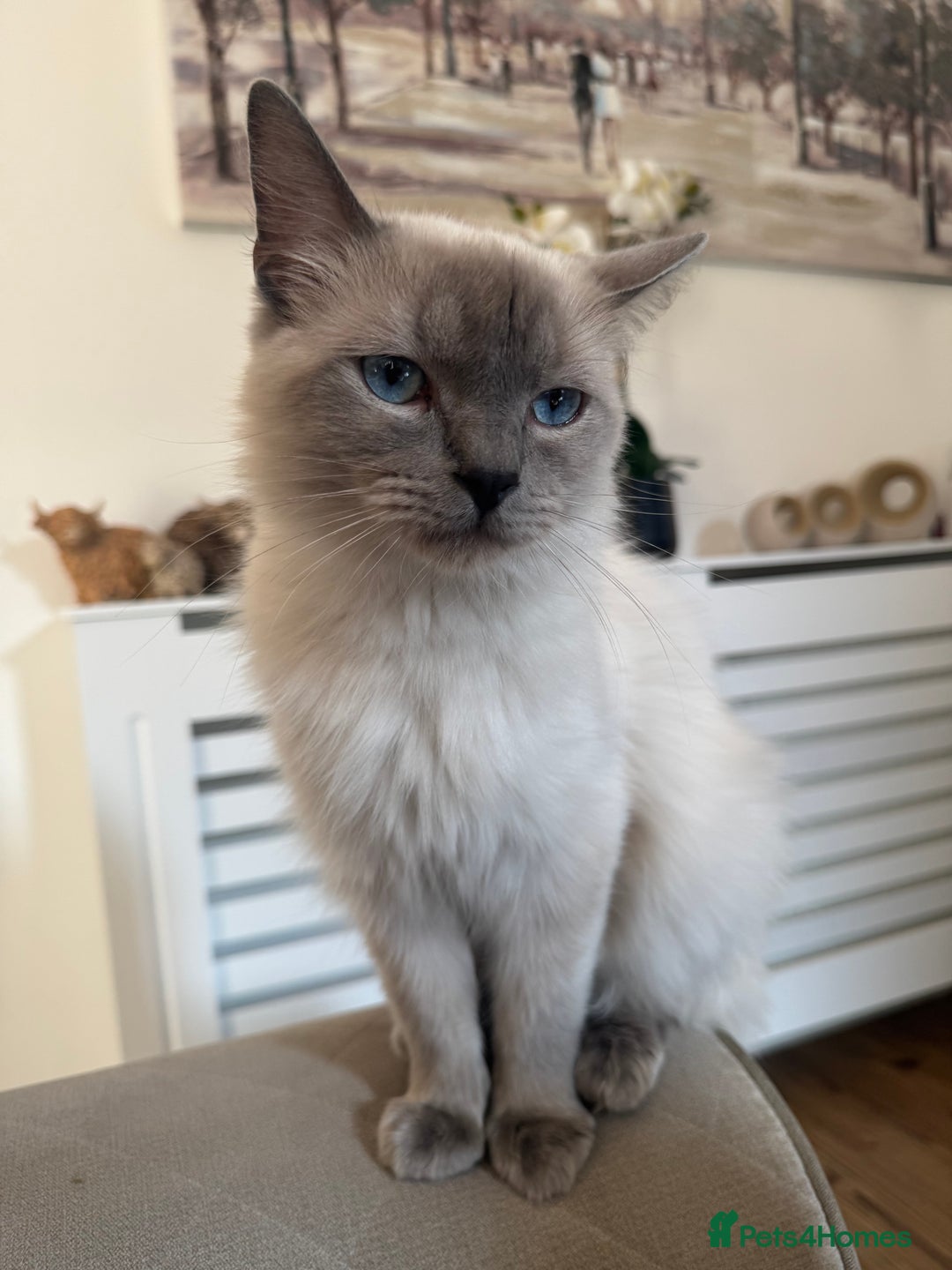 Ragdoll cats for sale: Fluffy Gorgeous Ragdoll Cross Kittens - Image 15