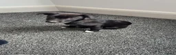 Mixed Breed dogs for sale: Blaze - Border Collie X Saluki in Stockton-on-Tees - Advert 5