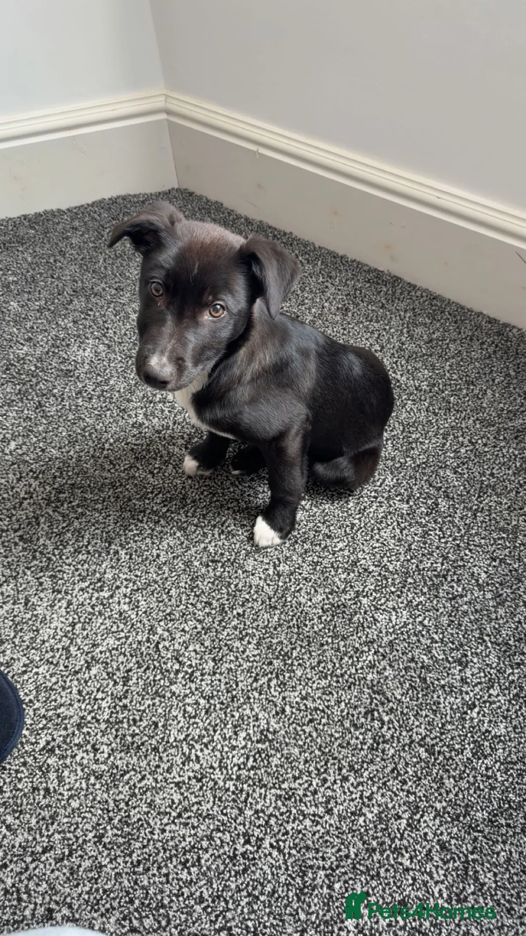 Mixed Breed dogs for sale: Blaze - Border Collie X Saluki in Stockton-on-Tees - Advert 5