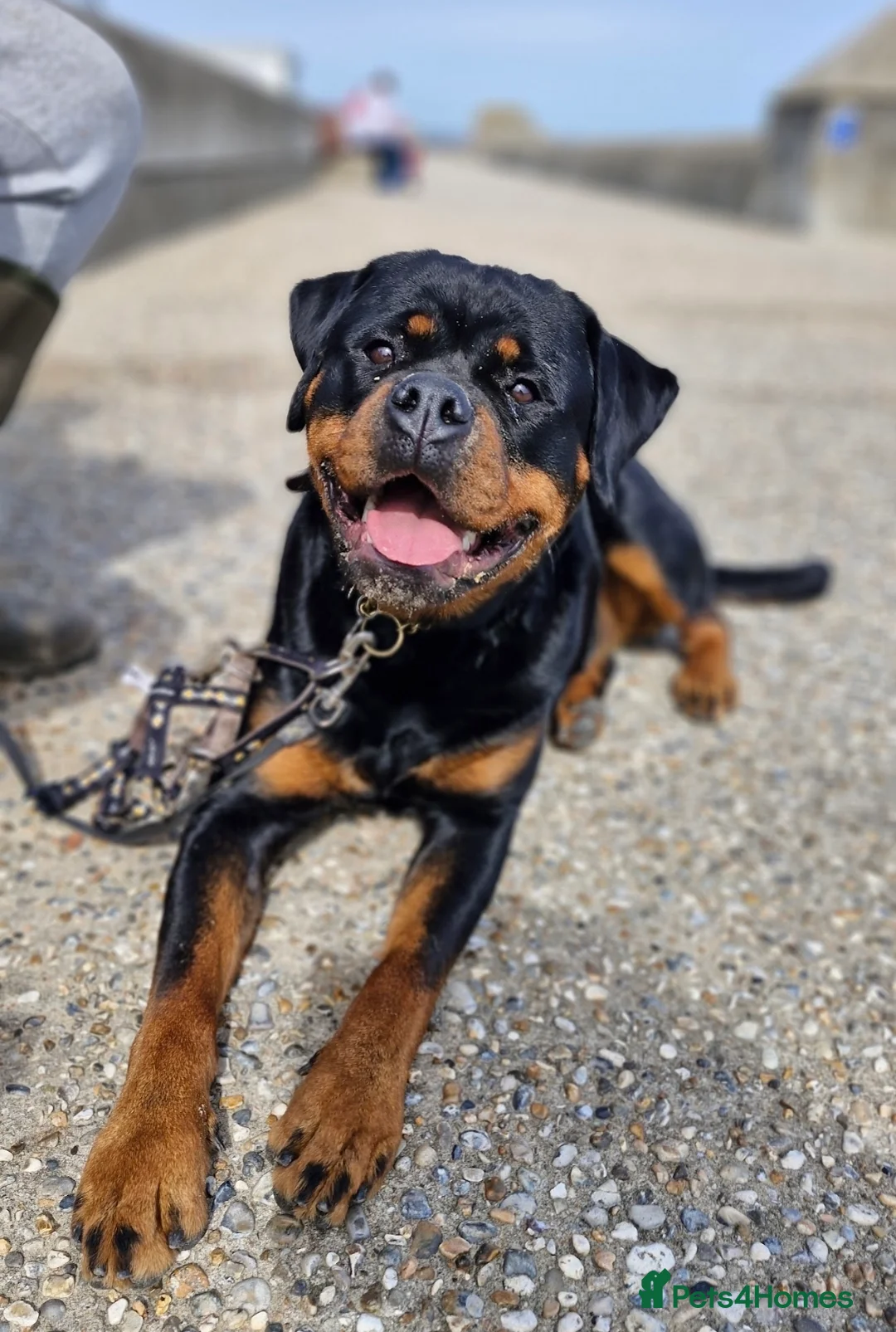 Rottweiler dogs for sale: Roxy the lovable Rottie  - Advert 8