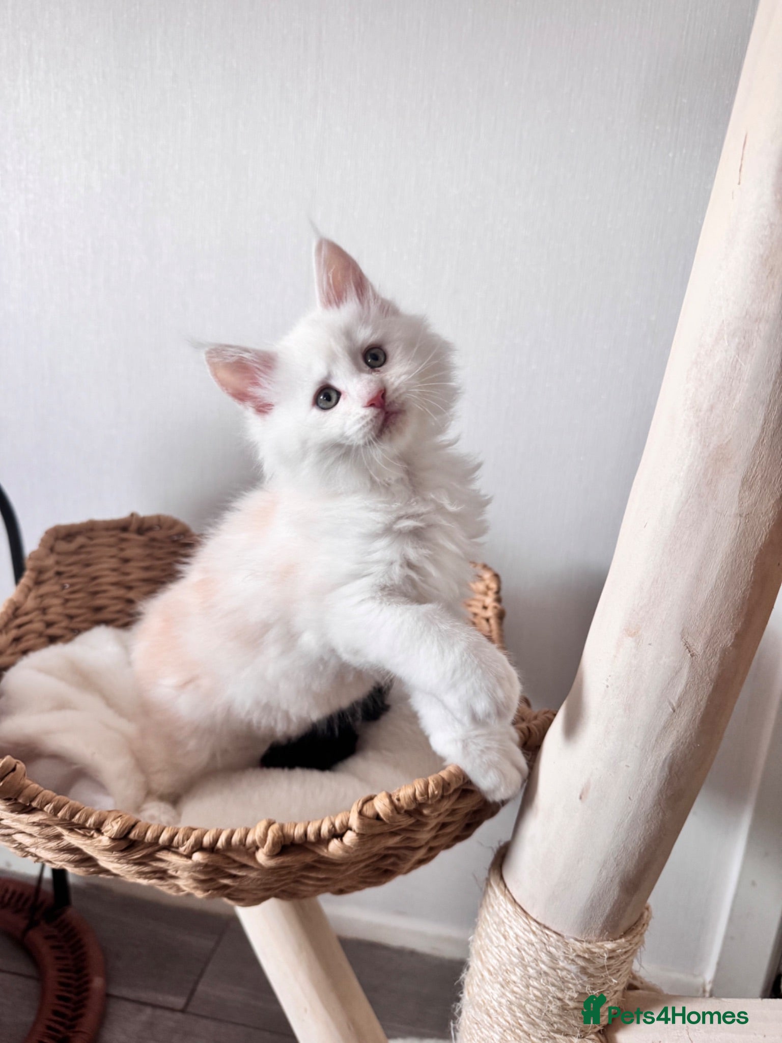 Maine Coon cats     🌟🌟Amazing Kittens Maine Coon 🌟🌟 - Advert 9