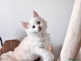 Maine Coon cats 🌟🌟Amazing Kittens Maine Coon 🌟🌟 - Advert 9