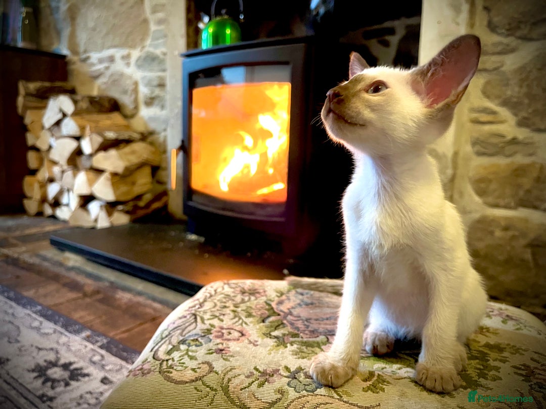 Siamese cats for sale: Stunning Siamese Kittens - Champion Bloodlines - Advert 2