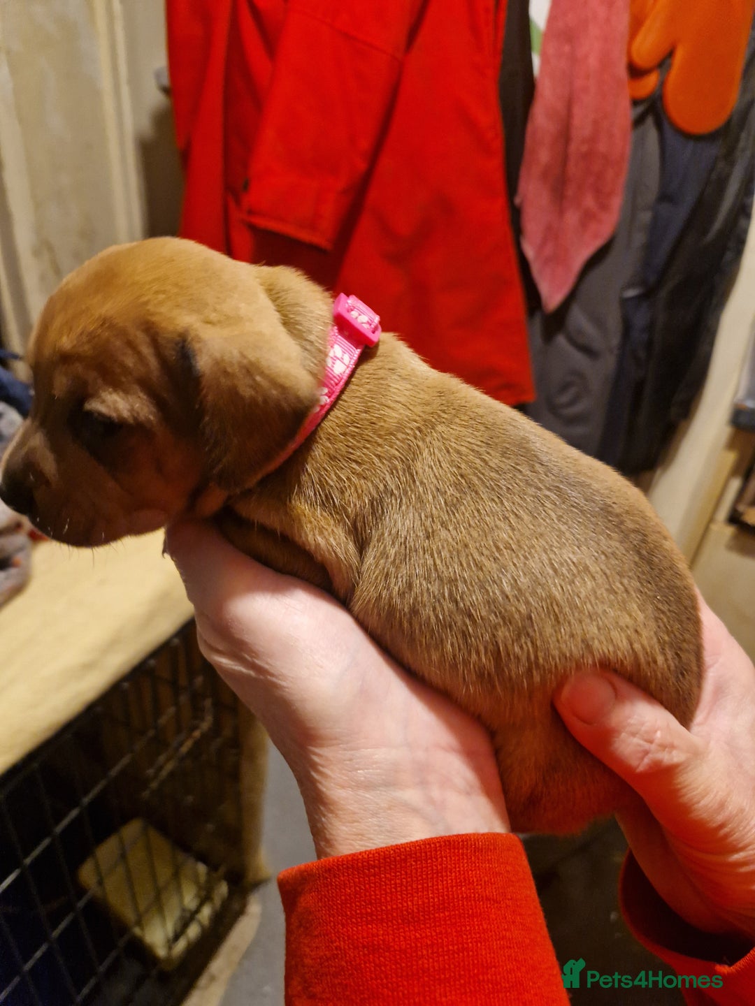 Mixed Breed dogs for sale: Staffy X Miniature Dachsund Puppies - Advert 13