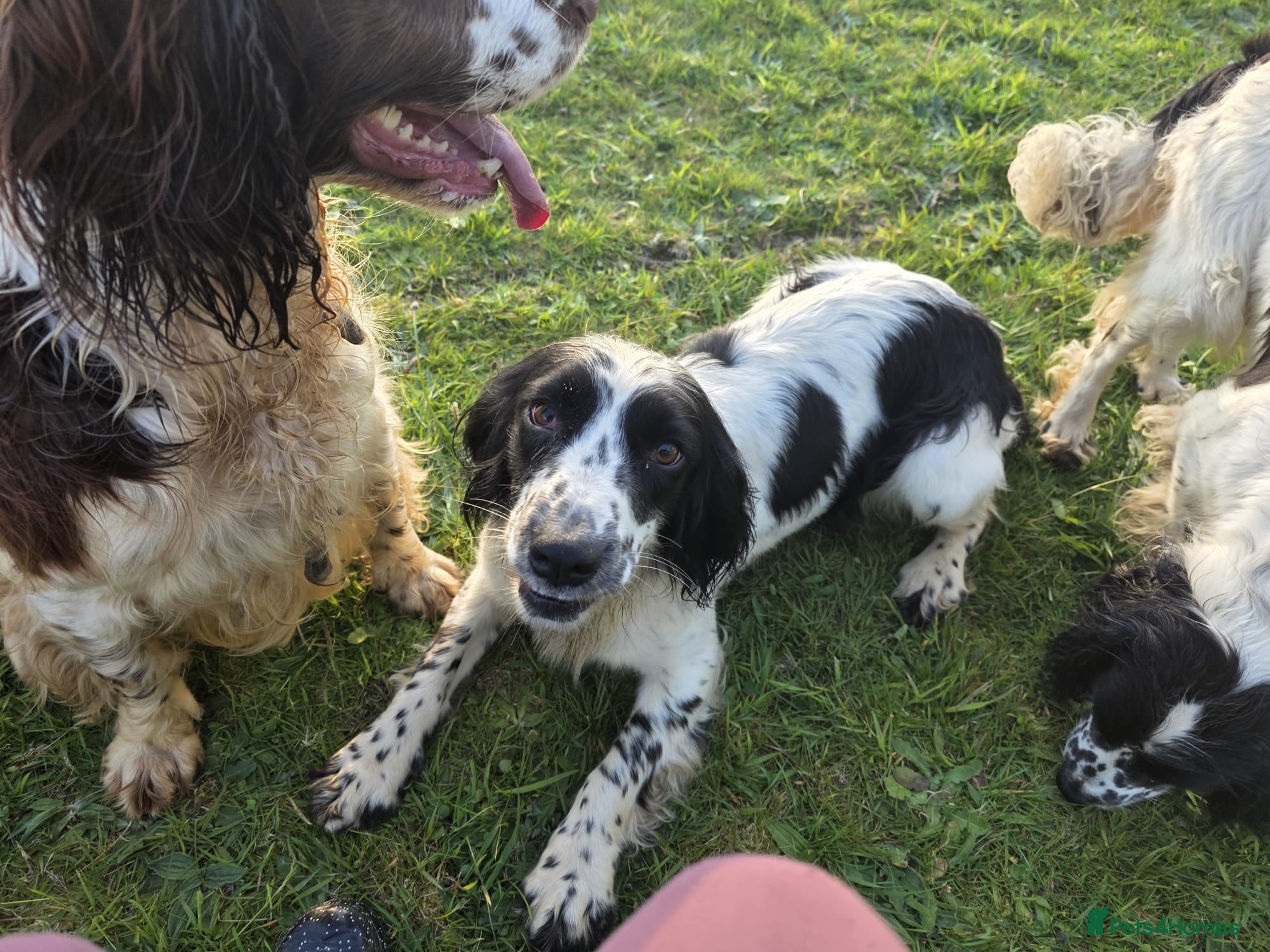 English Springer Spaniel dogs Skye Black & White ESS 2 year old Adult  - Advert 1