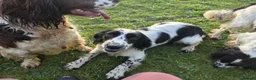 English Springer Spaniel dogs for adoption: Skye Black & White ESS 2 year old Adult  - Advert 1