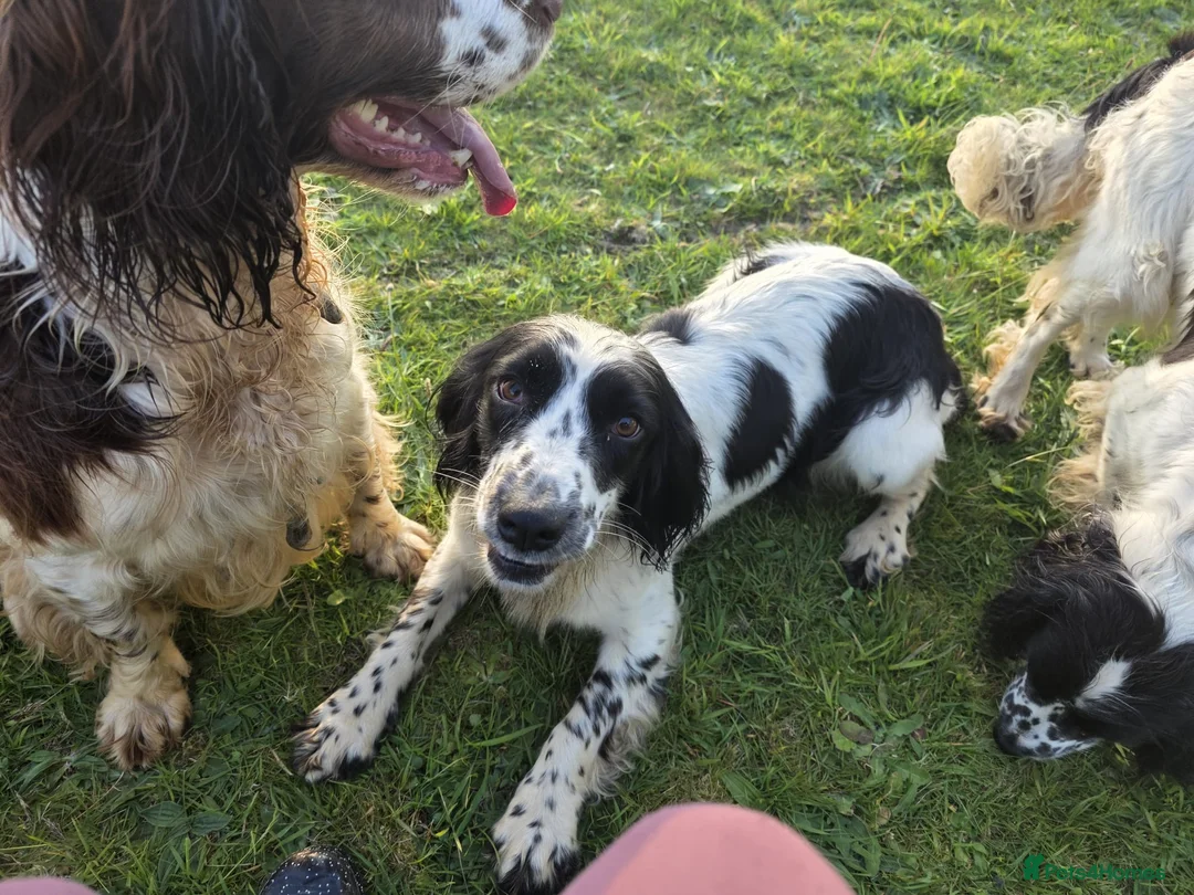 English Springer Spaniel dogs for adoption: Skye Black & White ESS 2 year old Adult  - Advert 1
