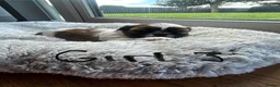 Malshi dogs for sale: Malshi puppies  - Advert 14