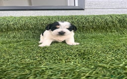Jack Russell dogs for sale: Jack russel puppy - Image 3