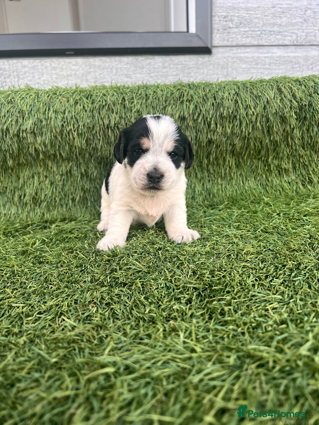 Jack Russell dogs for sale: Jack russel puppy - Image 3