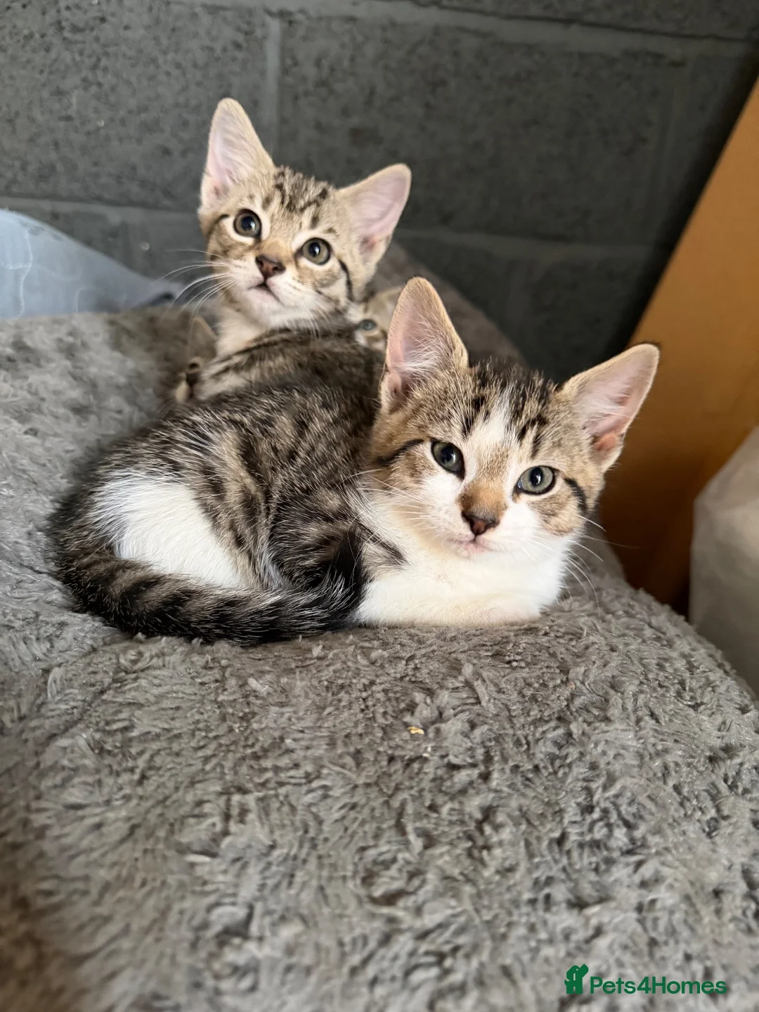 Mixed Breed cats for sale: Adorable friendly farm kittens available - Advert 2