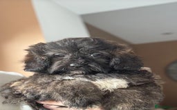 Shihpoo dogs for sale: 🩷 Beautiful Shihpoo Girls available 🩷 - Image 2