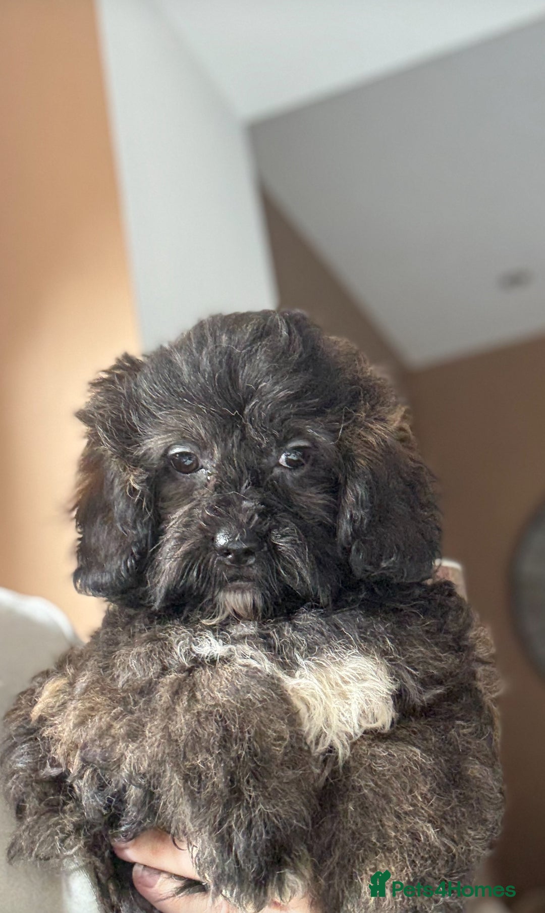 Shihpoo dogs for sale: 🩷 Beautiful Shihpoo Girls available 🩷 - Image 2
