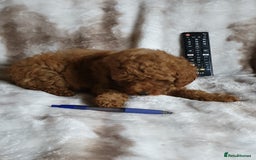 Toy Poodle dogs for sale: KC red Toy Poodle, DNA tested, champion bloodline - Image 15