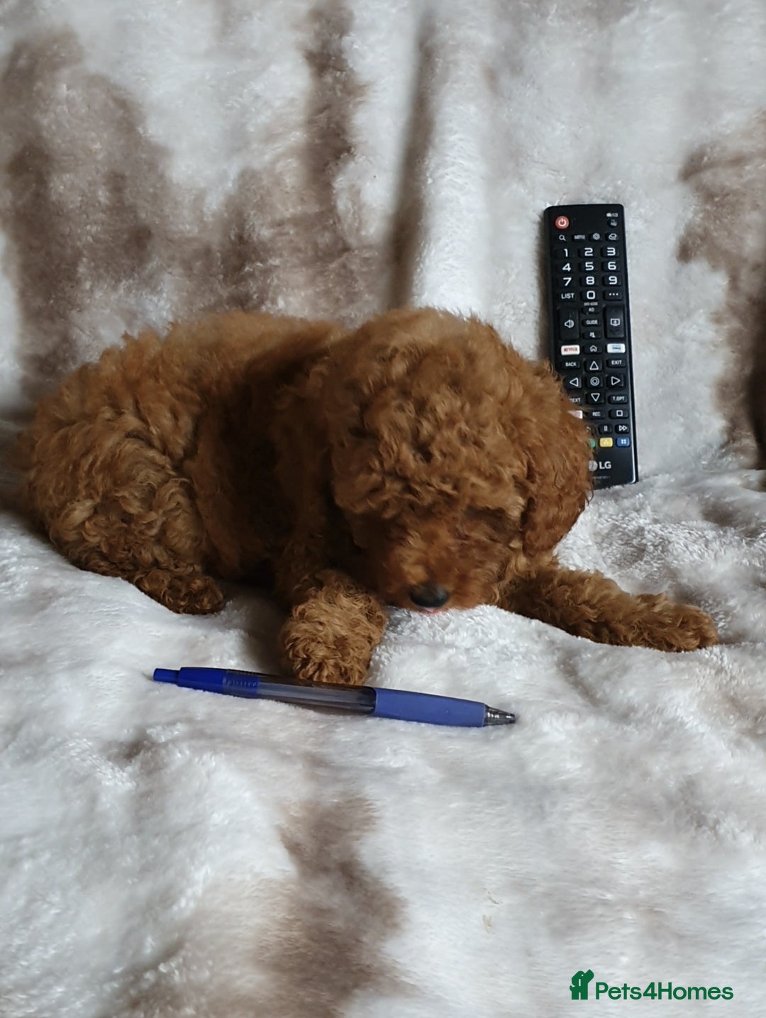 Toy Poodle dogs for sale: KC red Toy Poodle, DNA tested, champion bloodline - Image 15