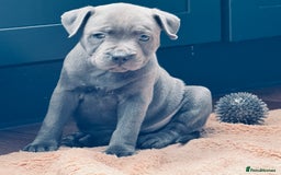 Staffordshire Bull Terrier dogs for sale: 🐾 Beautiful KC Fully Vaccinated Girl Available 🐾 in Peterborough - Image 8