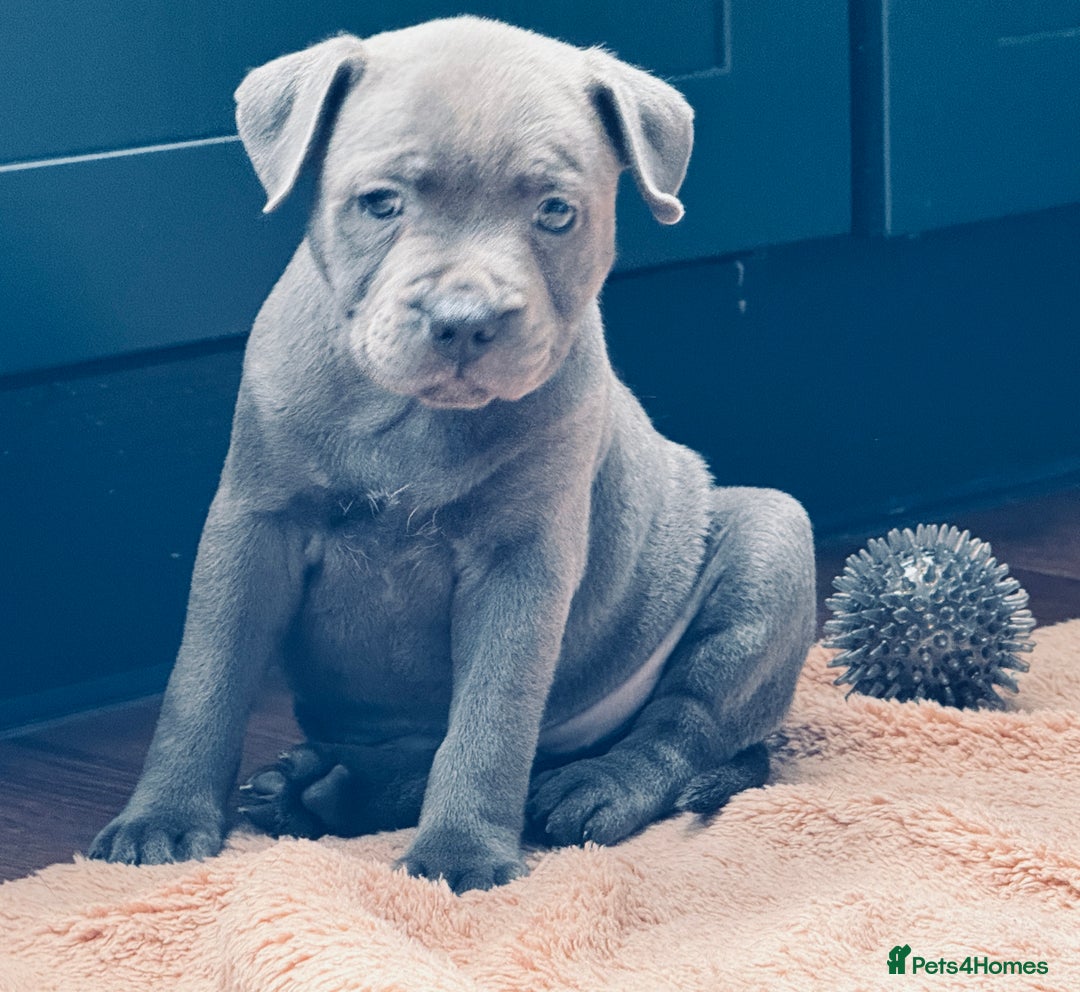 Staffordshire Bull Terrier dogs for sale: 🐾 Beautiful KC Fully Vaccinated Girl Available 🐾 in Peterborough - Image 8