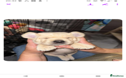 Labrador Retriever dogs for sale:  Labrador pups - Image 1