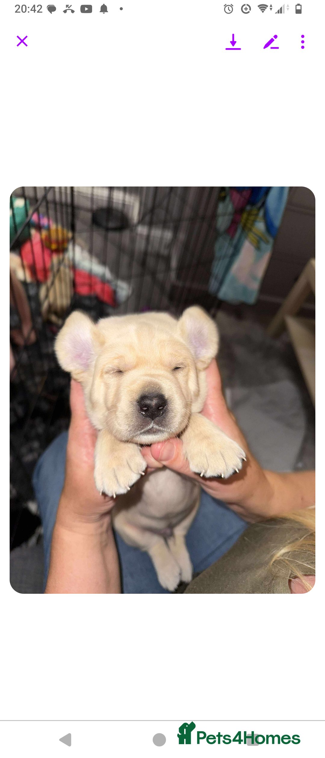 Labrador Retriever dogs for sale:  Labrador pups - Image 1
