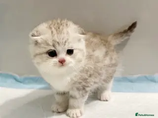 Scottish Fold cats SCOTTISH FOLD GIRL WITH BLUE/GREEN EYES ❤️ - Advert 17