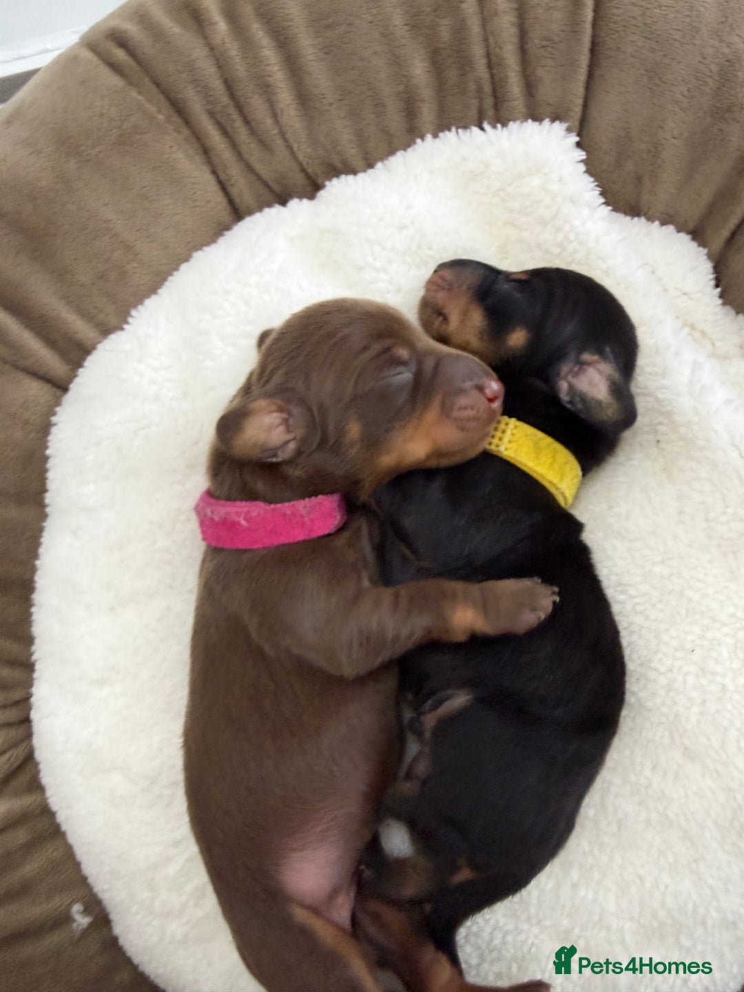 Miniature Dachshund dogs for sale: KC Miniature Dachshund short hair 4M 1F - Advert 3