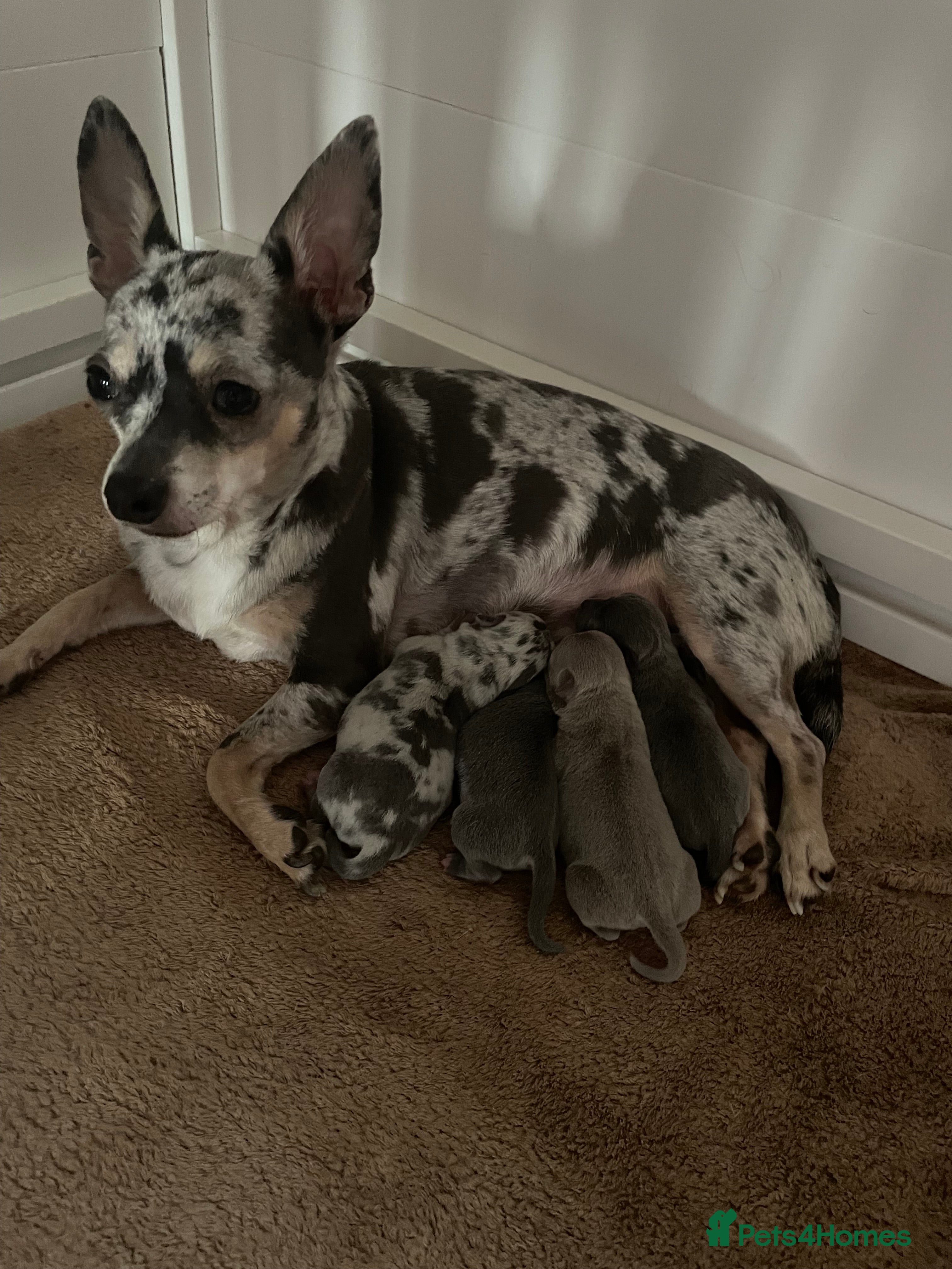 Chihuahua dogs Beautiful Merle Chihuahua Puppies  - Advert 1