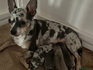 Chihuahua dogs Beautiful Merle Chihuahua Puppies - Advert 1