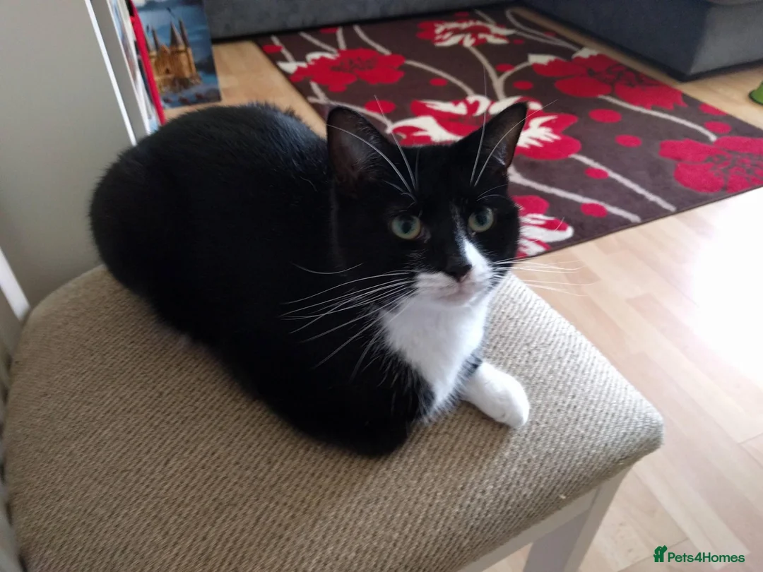 Domestic Shorthair cats for sale: Icarus and Ezio - Advert 2