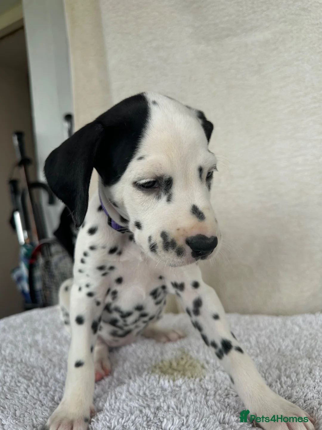 Dalmatian dogs for sale: Dalmatian Puppies  - Advert 2