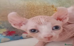 Sphynx cats for sale: Beautiful Sphinx available  - Image 4