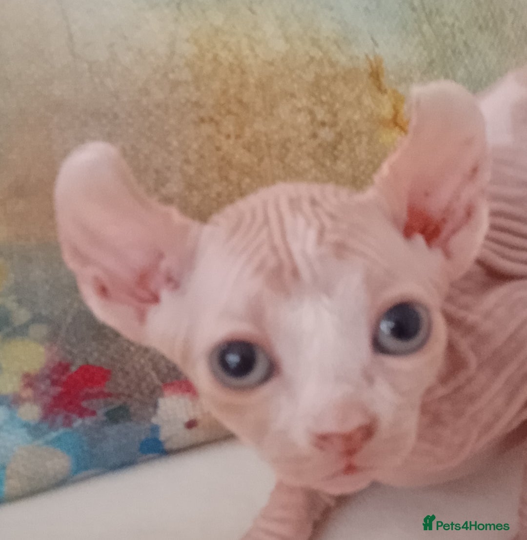 Sphynx cats for sale: Beautiful Sphinx available  - Image 4