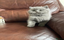 British Shorthair cats for sale:  British Blue kittens - Image 22