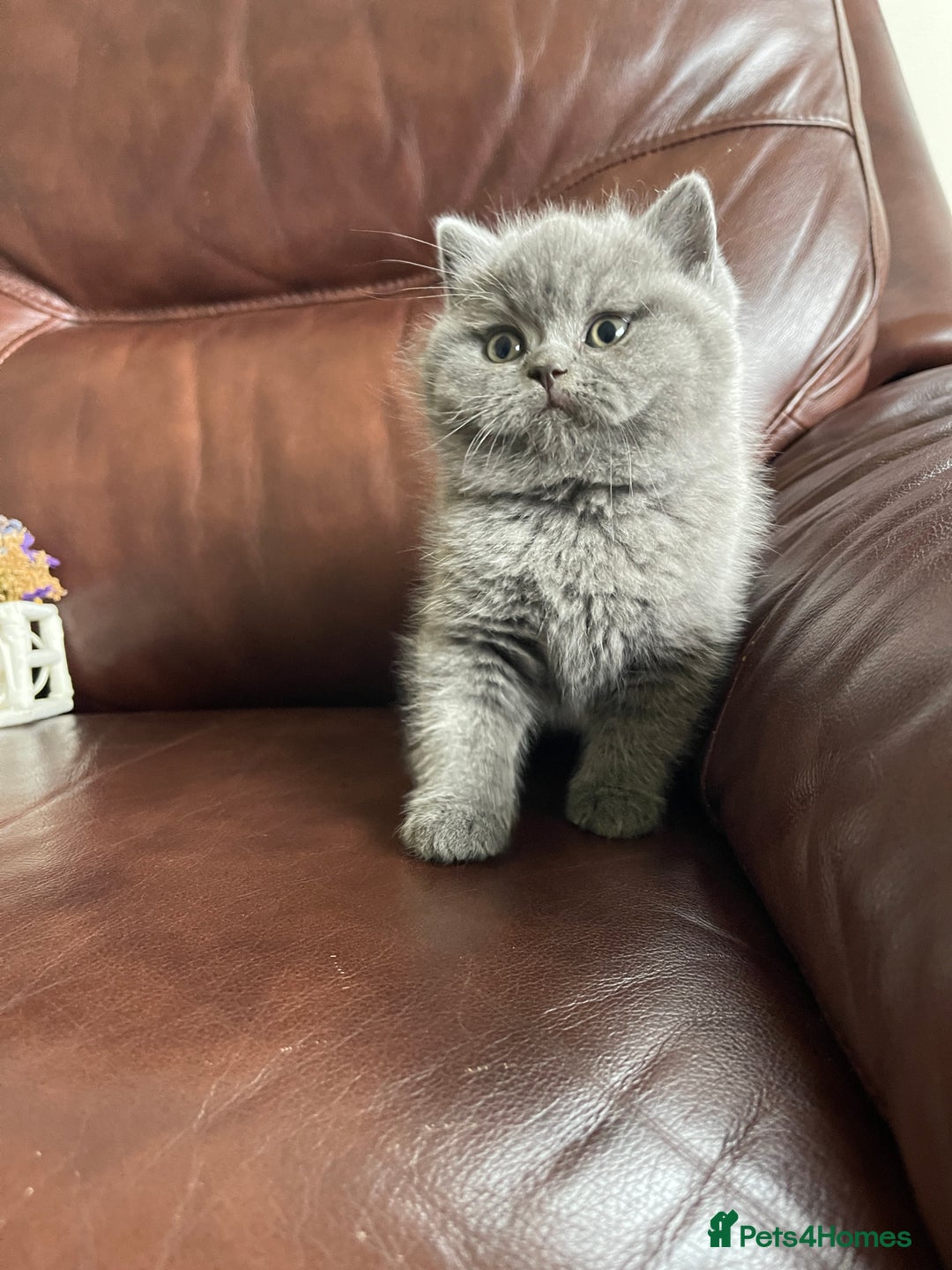 British Shorthair cats for sale:  British Blue kittens - Image 22