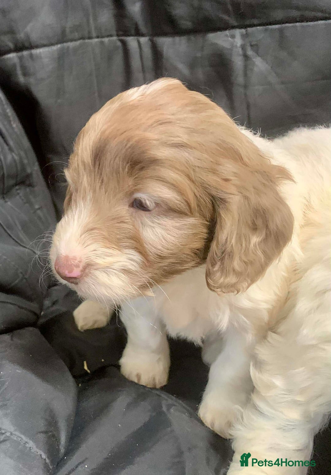 Cockapoo dogs for sale: F1 Cockapoo puppies ready now  - Advert 11