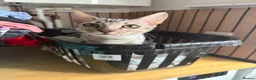 Bengal cats for sale: 9 month old Bengal boy  - Advert 6