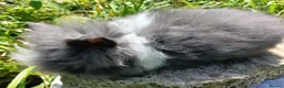 Lionhead rabbits for sale: Stunning DM lionhead baby rabbits - Advert 18