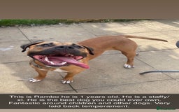 Mixed Breed dogs for sale: Rambo & Nala - Image 3