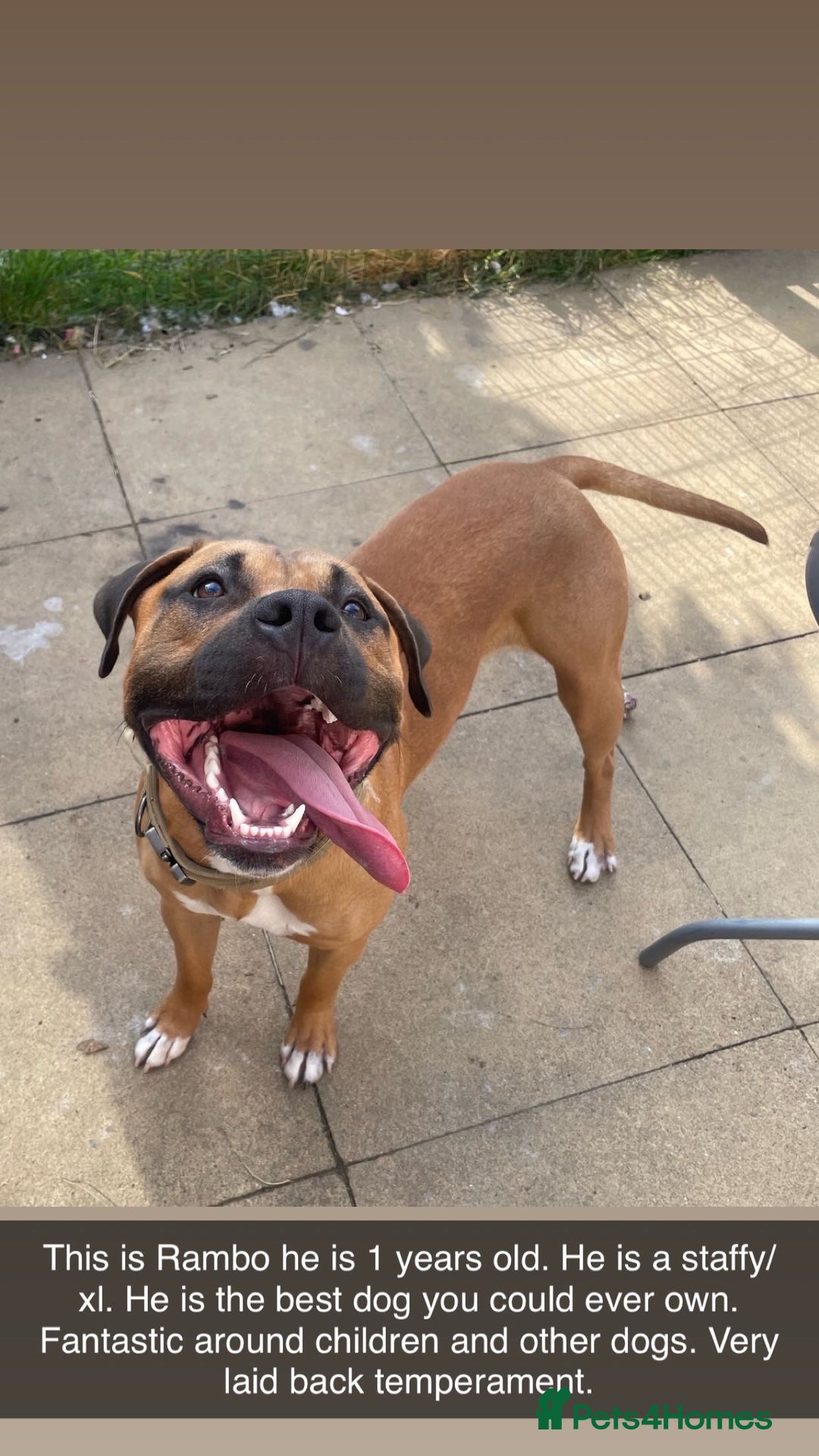 Mixed Breed dogs for sale: Rambo & Nala - Image 3