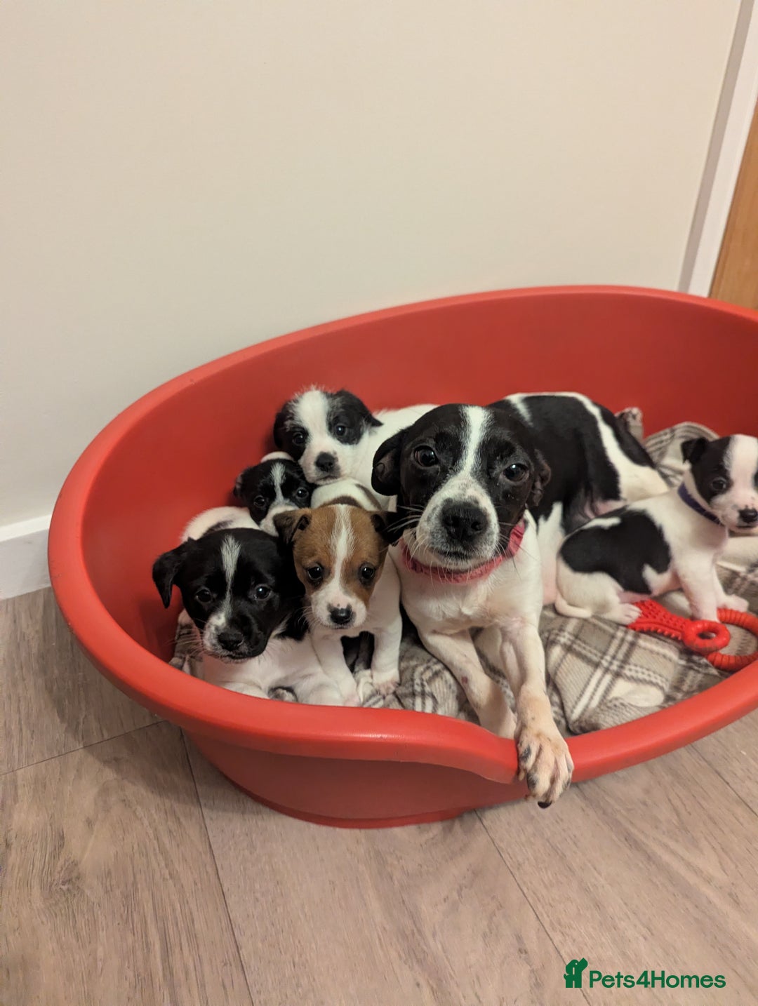Jack Russell dogs for sale: Jack Russell puppies  - Advert 16