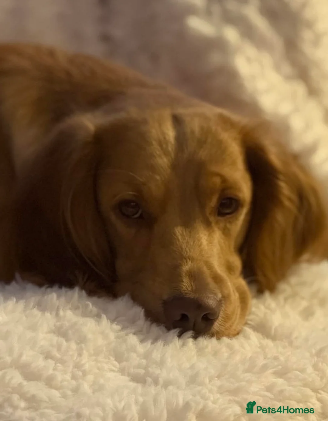 Cockerdor dogs for sale: Stunning Cockerdors for sale  in Norwich - Advert 11