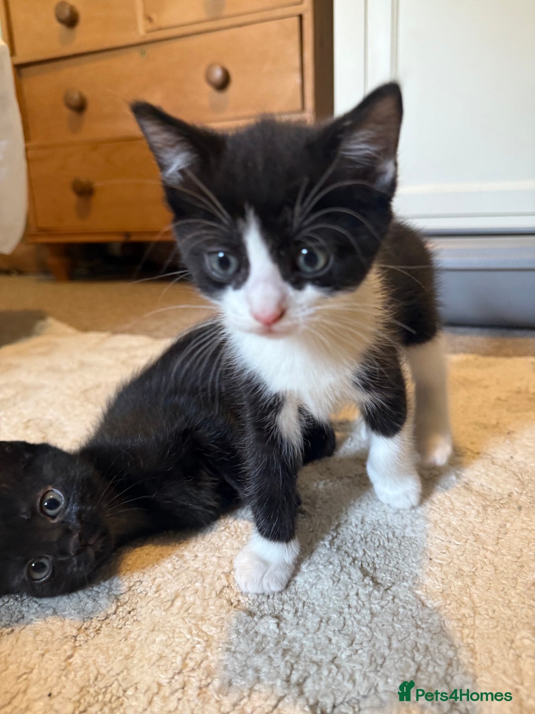 Mixed Breed cats for sale: Good Homes Only - Image 3