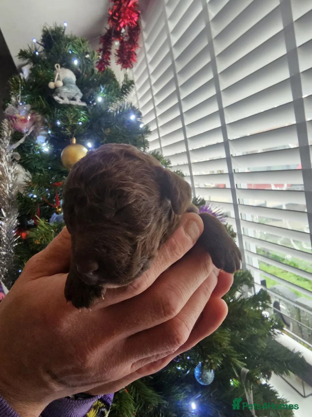 Cockapoo dogs for sale: Adorable cockapoo puppies - Advert 4