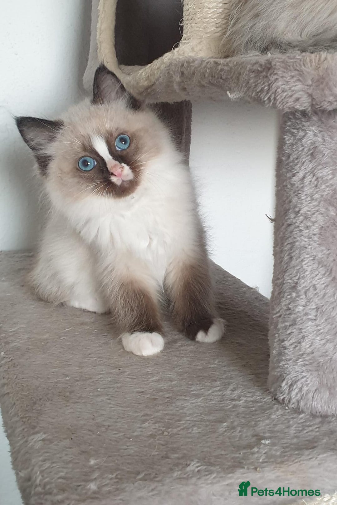 Ragdoll cats for sale: Stunning GCCF Registered Ragdoll Kittens. - Advert 17