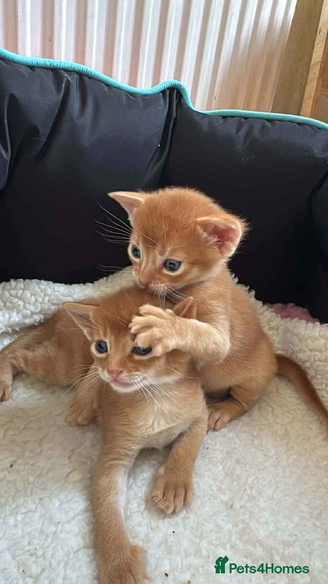 Abyssinian cats for sale: Abysinian 3 weeks kittens - Advert 3
