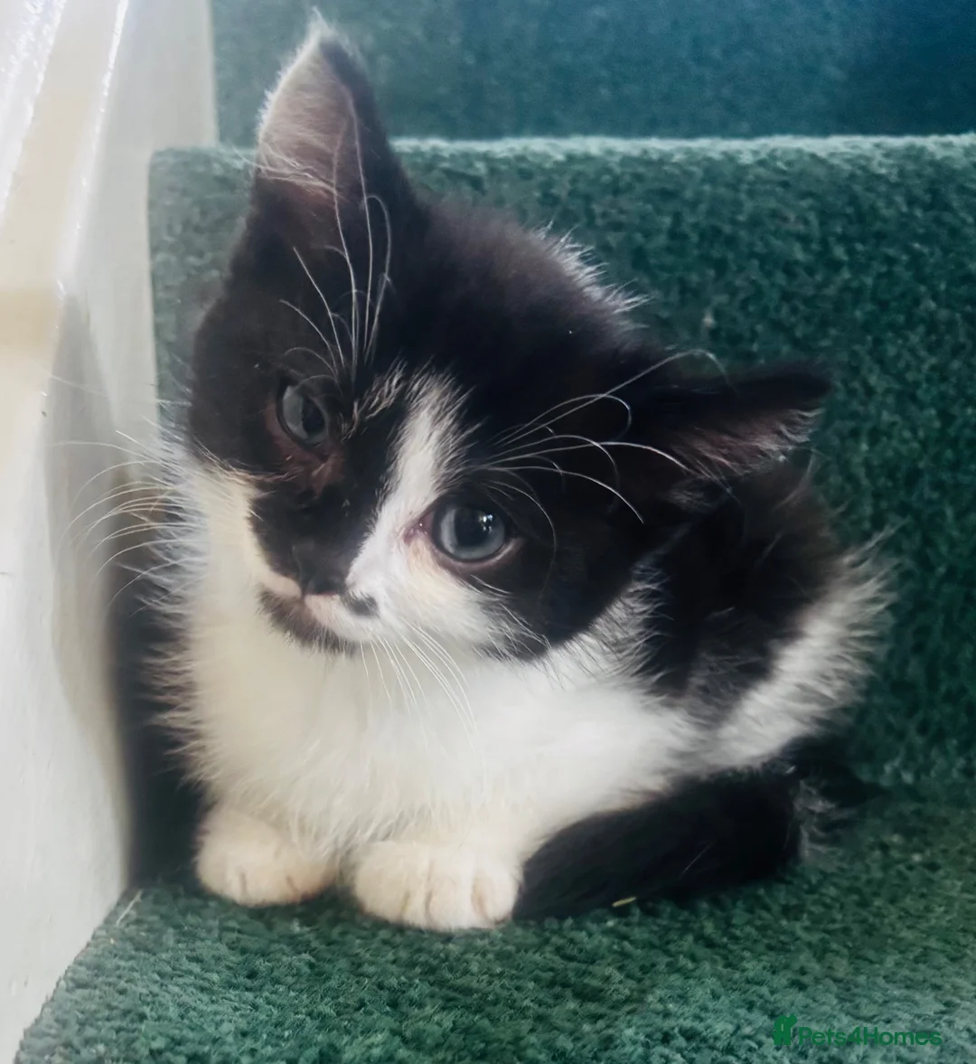 Mixed Breed cats for sale: Boy kitten for sale - Advert 2