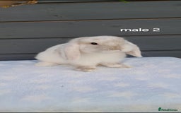 Mini Lop rabbits for sale: Gorgeous mini lop rabbits ready now  - Image 16