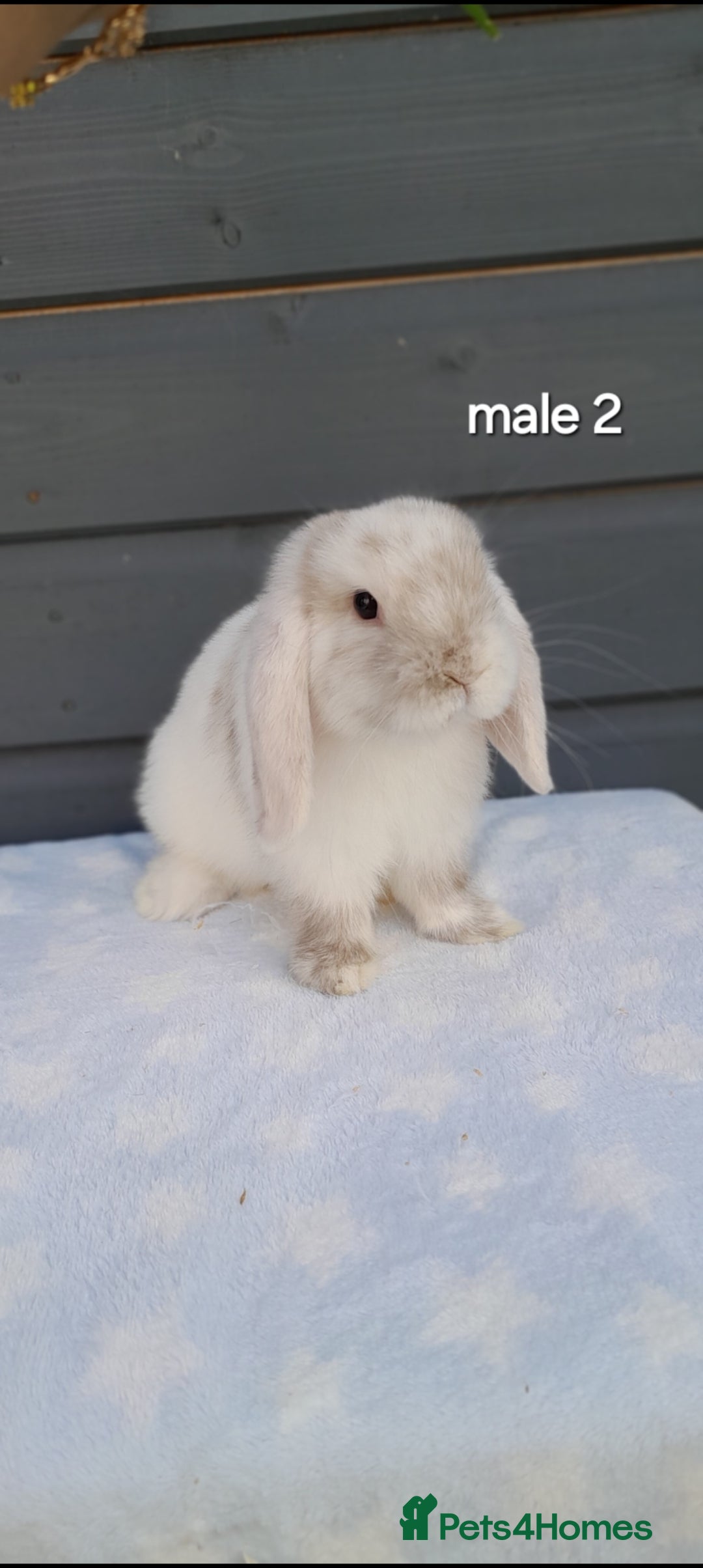 Mini Lop rabbits for sale: Gorgeous mini lop rabbits ready now  - Image 16