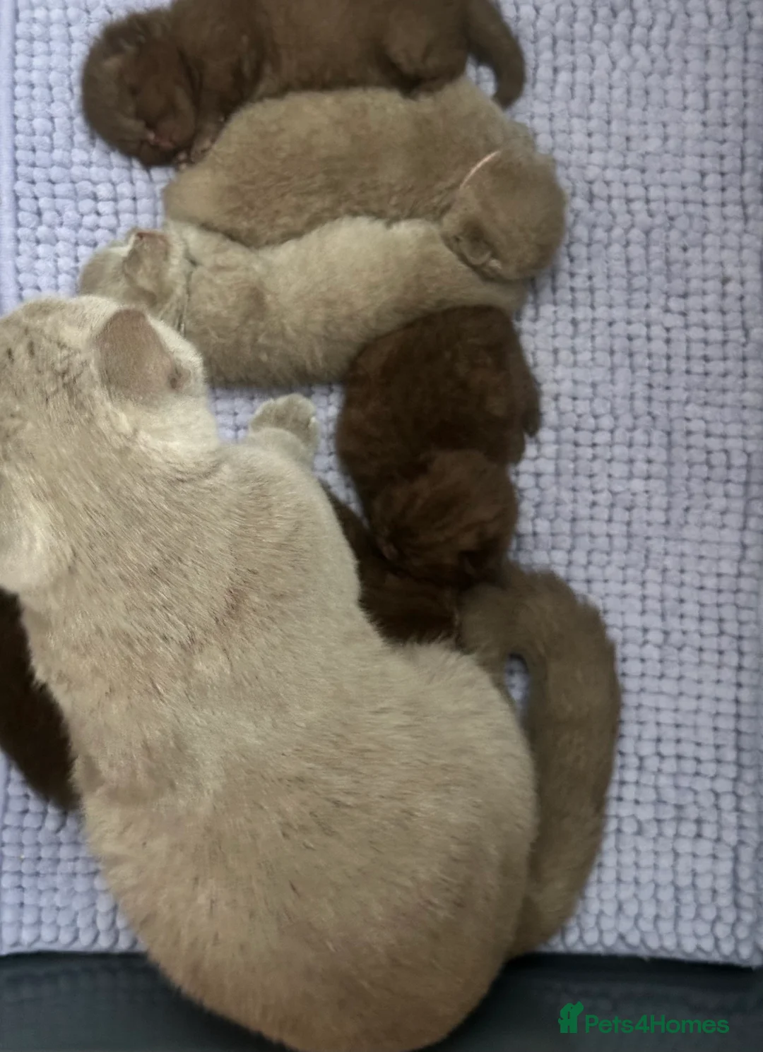 British Shorthair cats for sale: British Shorthair Chunky Chocolate Kittens🐻 - Advert 36