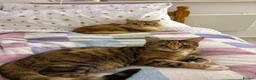 Mixed Breed cats for sale: 2  beautiful female cats in Southampton - Advert 2